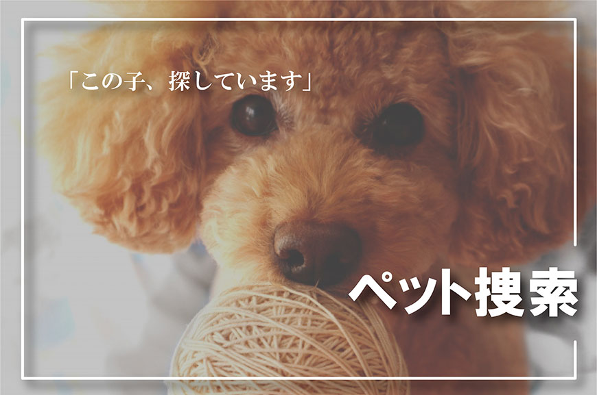 【熊本県　探偵】ペット捜索｜熊本県でペット捜索で探偵をお探しならスマイルエージェント熊本にお任せください。